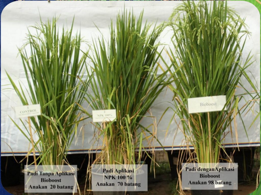 K-Bioboost Revisi (1)-038