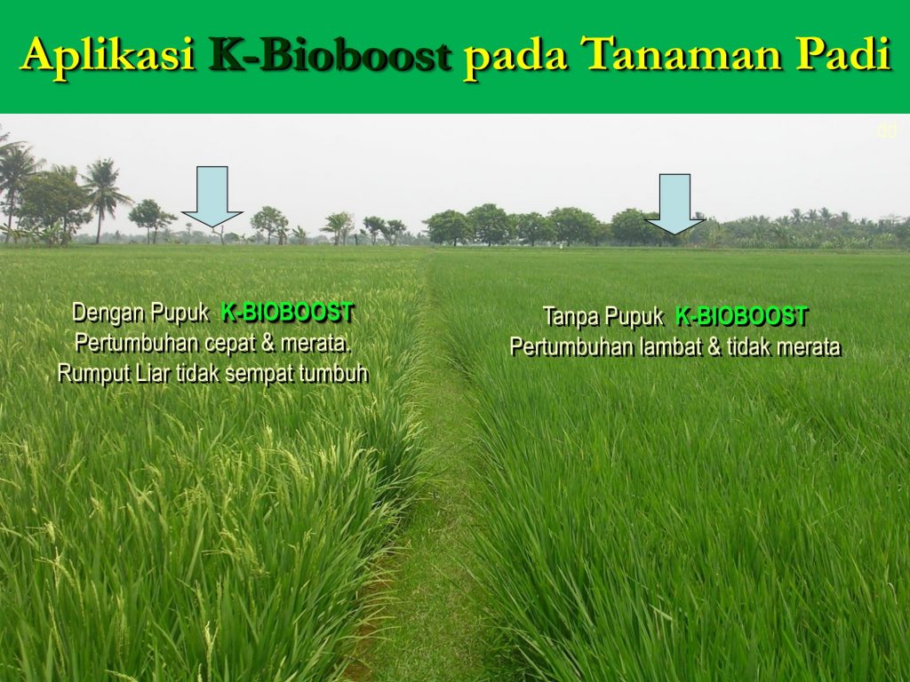K-Bioboost Revisi (1)-039