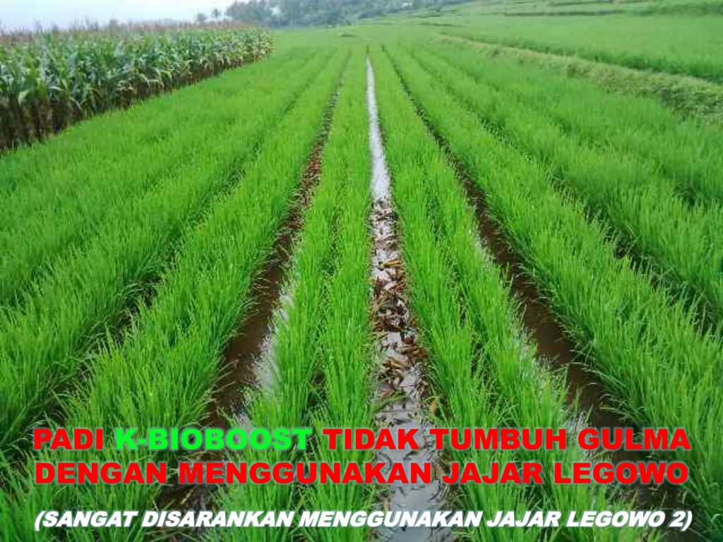 K-Bioboost Revisi (1)-041