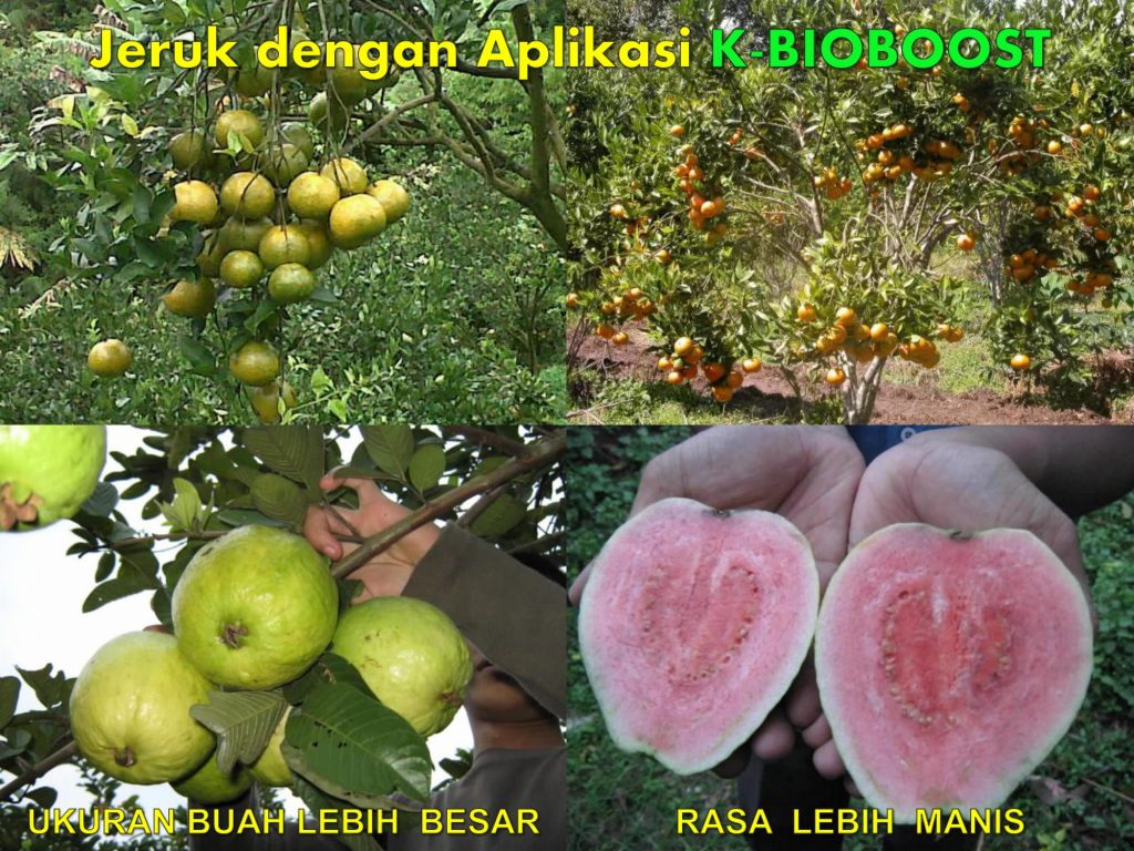 K-Bioboost Revisi (1)-055