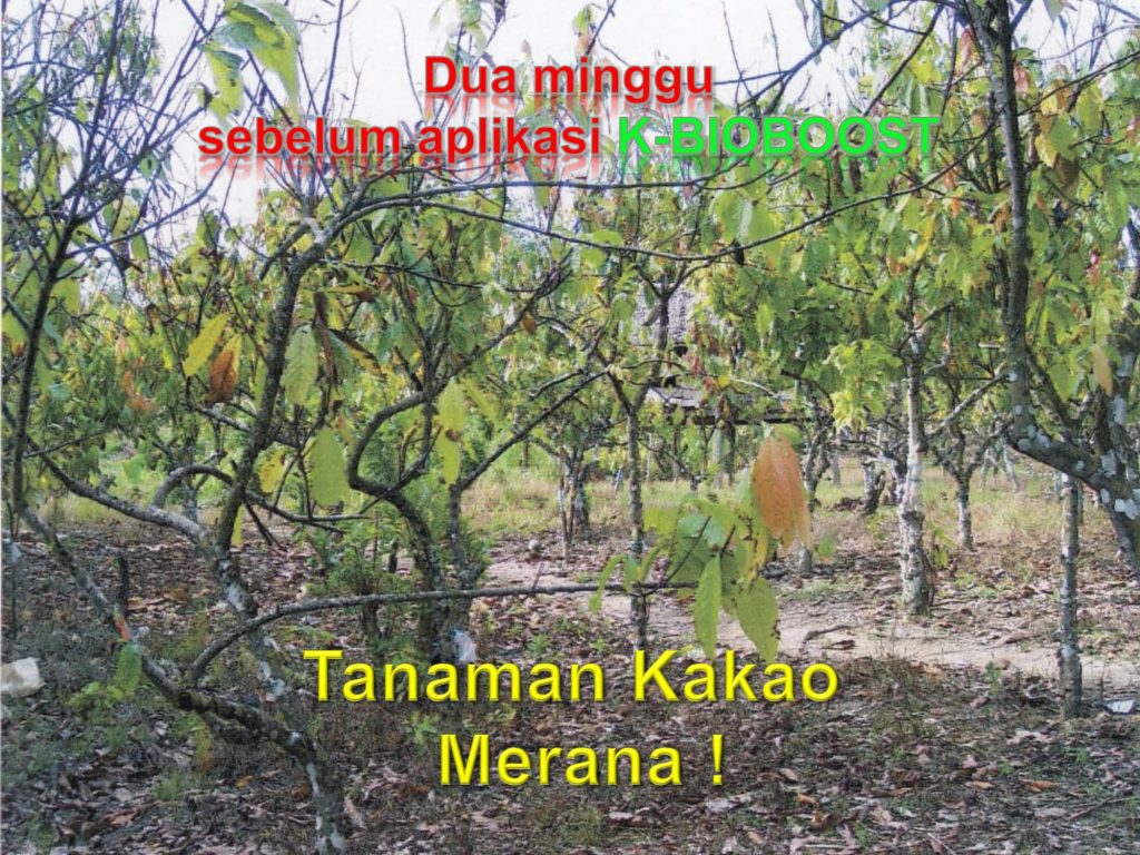 K-Bioboost Revisi (1)-068