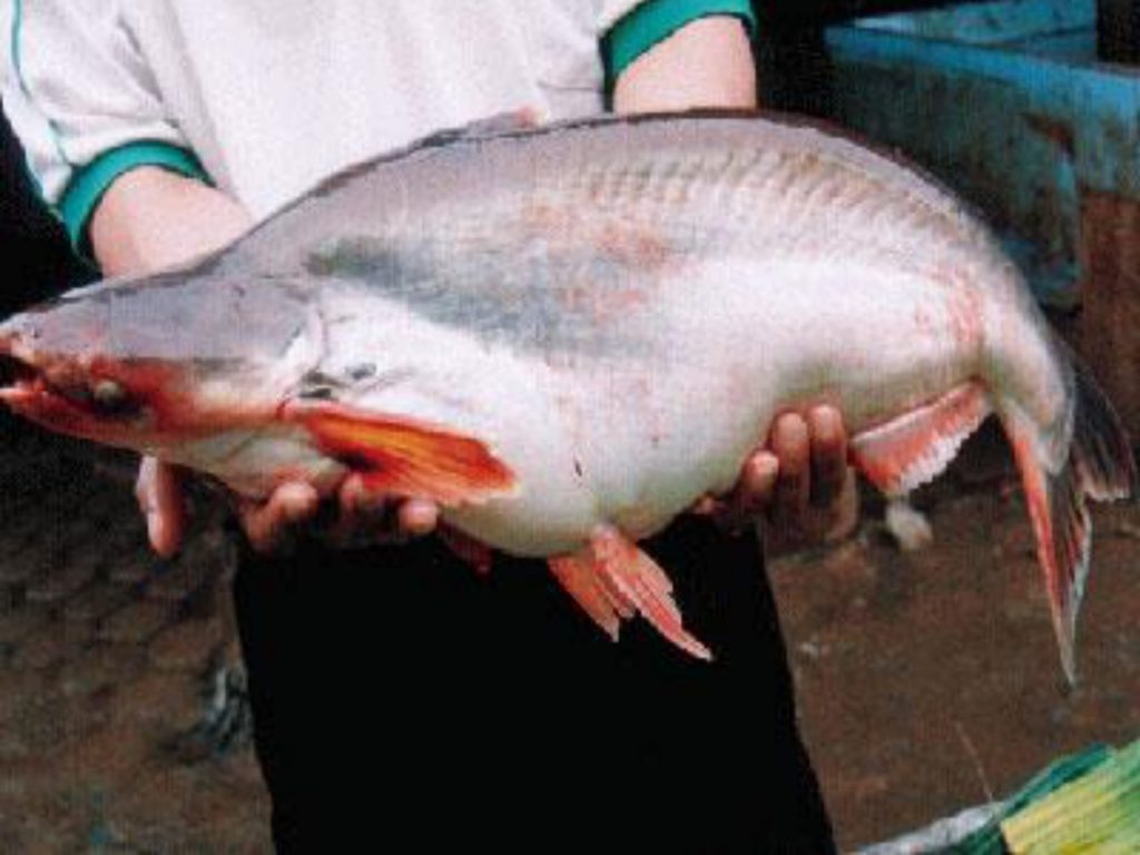 K-Bioboost Revisi (1)-087