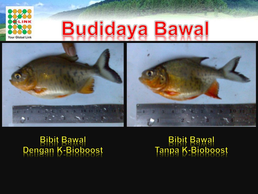 K-Bioboost Revisi (1)-089