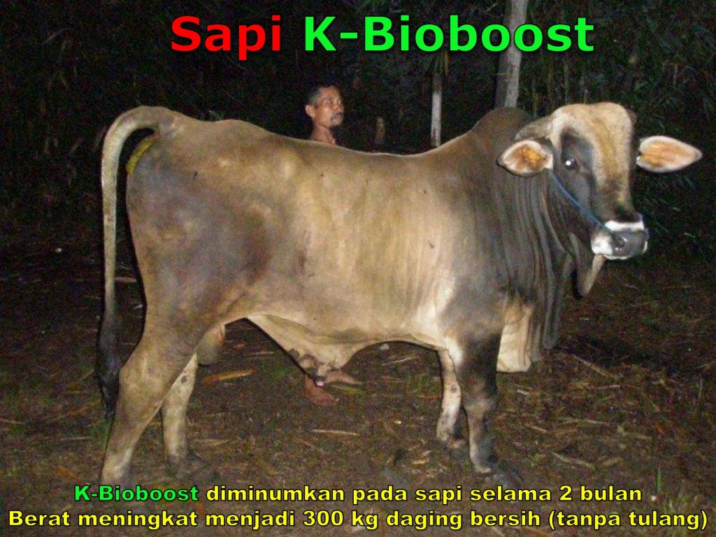 K-Bioboost Revisi (1)-099