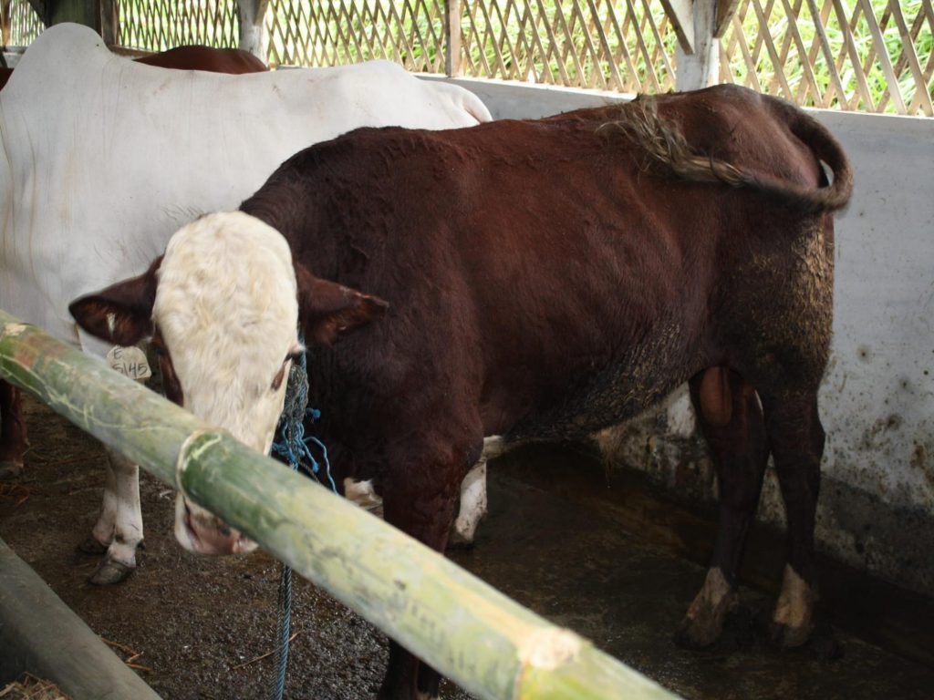 K-Bioboost Revisi (1)-100