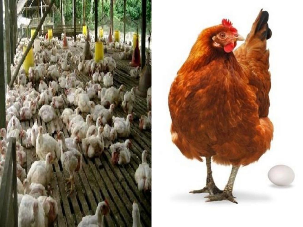 K-Bioboost Revisi (1)-103